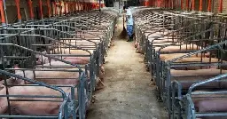 Capitalism’s New Age of Plagues, Part 6: China’s Livestock Revolution | Climate & Capitalism