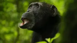 For the first time, scientists have found evidence of menopause in wild chimpanzees