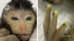 This hybrid baby monkey is made of cells from two embryos