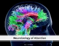 Neurobiology of ADHD: The Crucial Role of Key Brain Areas in Attention