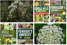 AI Is Writing Books About Foraging. What Could Go Wrong?