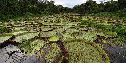 Climate change feedbacks lead to surge in natural methane emissions