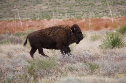 American bison reintroduced to northern Mexico helping to fight climate change