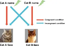 Cats learn the names of their friend cats in their daily lives - Scientific Reports