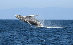 California’s first new national marine sanctuary in 32 years to ban offshore oil drilling along 100 miles of coastline