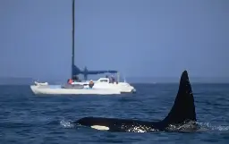 Orcas Are Learning Terrifying New Behaviors