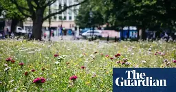 Patches of wildflowers in cities can be just as good for insects as natural meadows – study