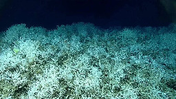 Scientists Map Largest Deep-Sea Coral Reef Off Atlantic Coast