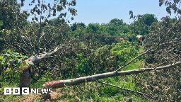 Man arrested over south London 'tree massacre'